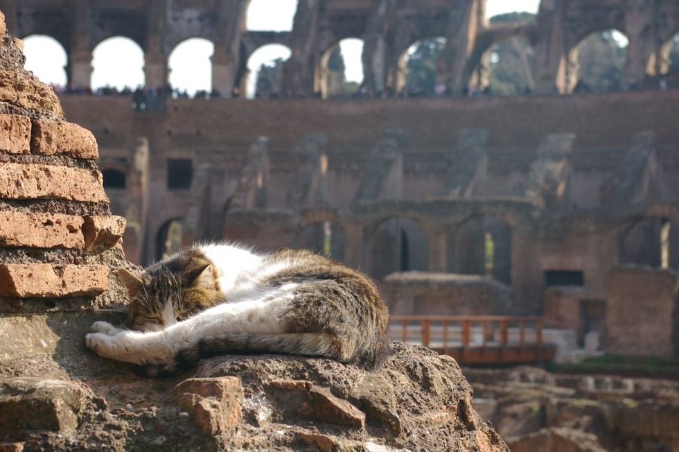 Slapende kat bij de Romeinse Runes