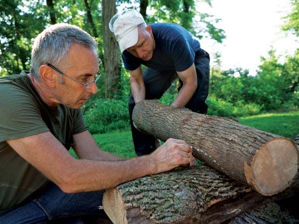 Tree, Logging, Wood, Trunk, Woody plant, Forest, Plant, Woodland, Woodsman, Crosscut saw, 