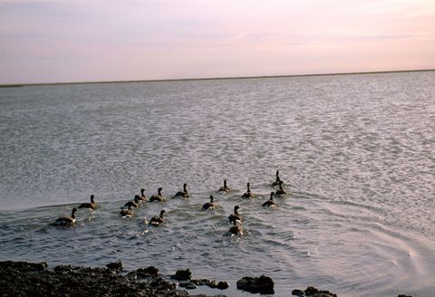 Een groepje zwarte rotganzen zwemt voor de kust