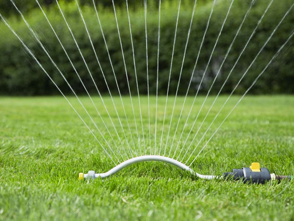 Lawn, Grass, Green, Irrigation sprinkler, Grass family, Grassland, Water, Leaf, Plant, Garden hose, 