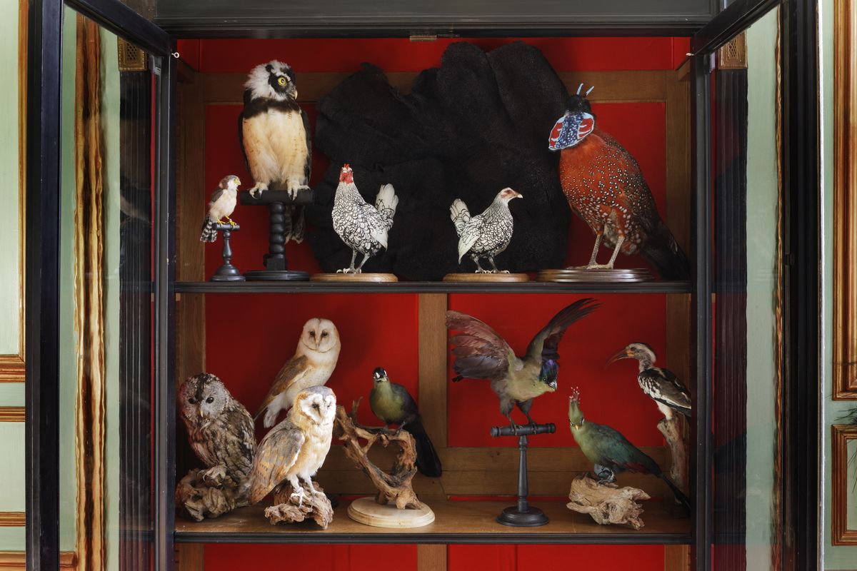 Display case, Collection, Rooster, Bird, Galliformes, Furniture, Chicken, Art, Display window, Antique, 