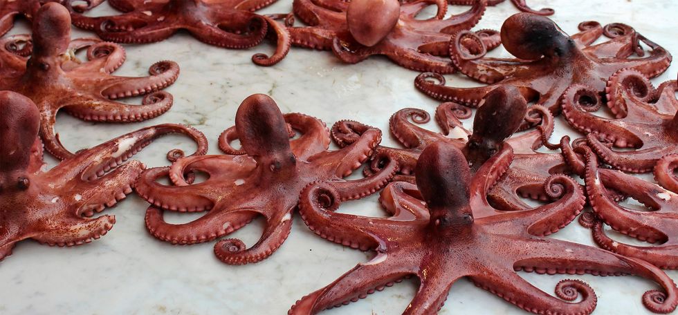 Verse gekookte octopus