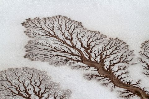 BAJA CALIFORNIA MEXICO  Drooggevallen rivierbeddingen vormen ets in de vorm van bomen in de woestijn van Baja California