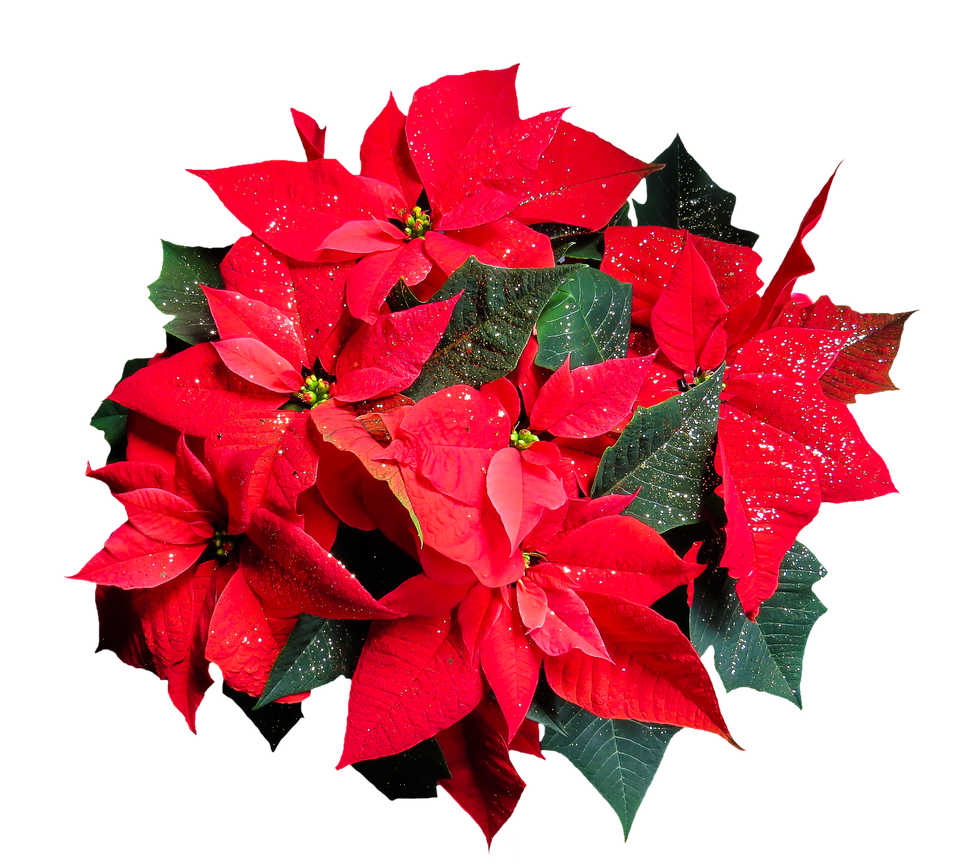 Dankzij zijn dieprode kleur en link met de folklore werd de kerstster oftewel de poinsettia een van de bekendste kerstplanten De heester die oorspronkelijk uit MiddenAmerika komt kent ook veel andere kleuren