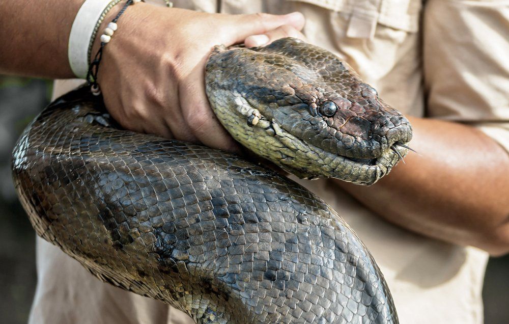 Anaconda Sized Cock - Man With World's Largest Penis Won't Get It Reduced | Men's Health