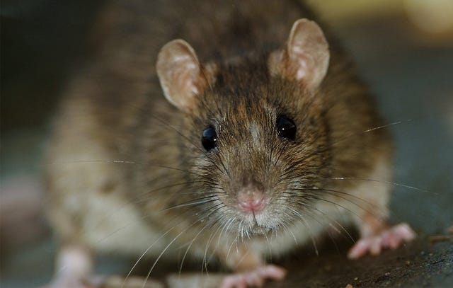 The Cities Most Infested With Rats and Roaches | Men's Health