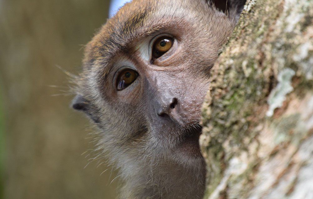 monkey male birth control