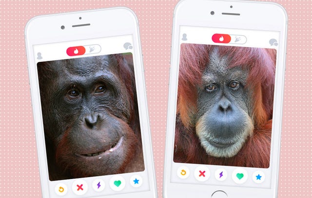 640px x 407px - This Dutch Zoo Is Experimenting With Tinder For Orangutans | Men's Health