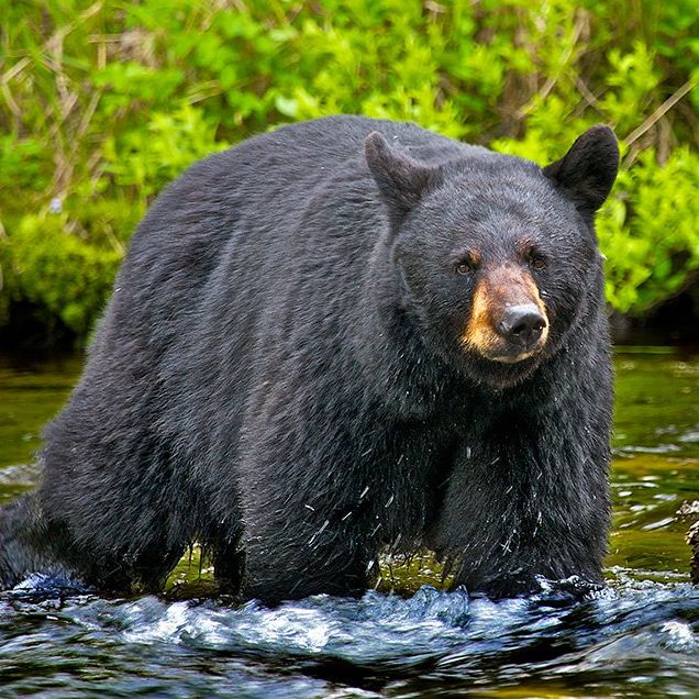 How much meat can you get from a bear? - Quora