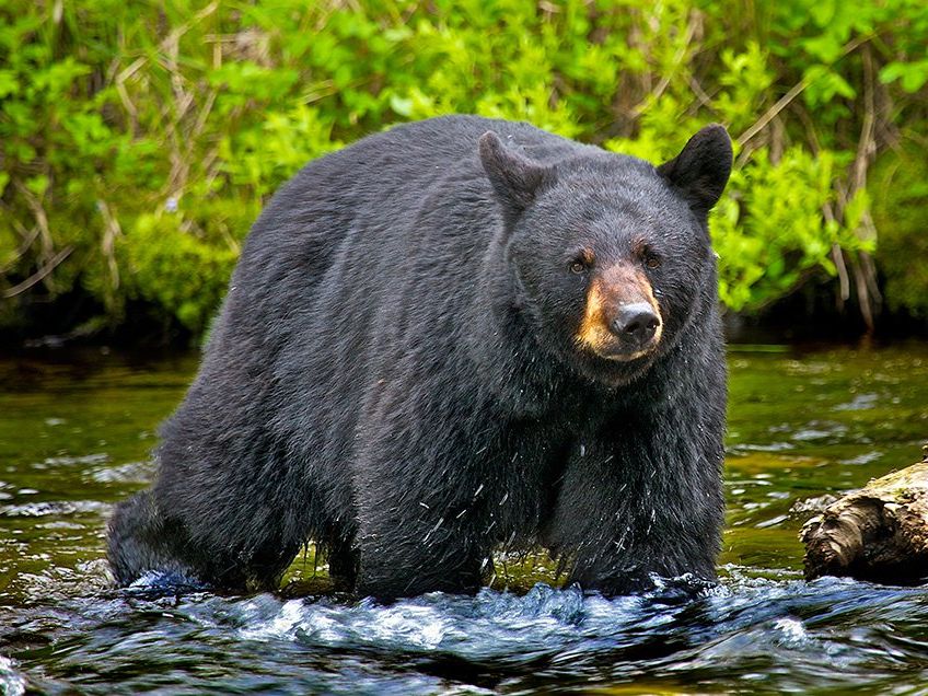 Bear Meat: A Guide to a Risk-Free Feast 