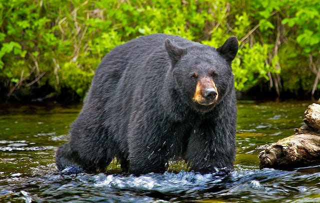 Bear for Dinner and How Not to Get Trichinosis - Wyoming Wildlife