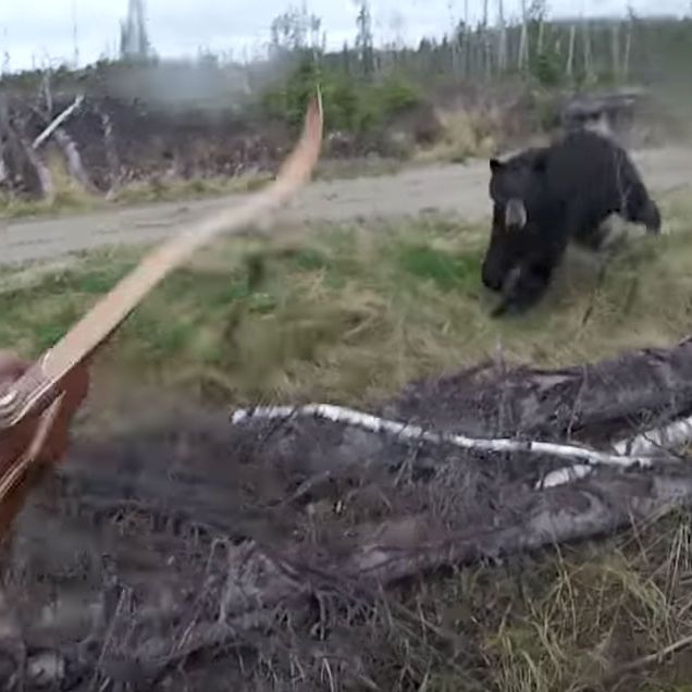bear attack video