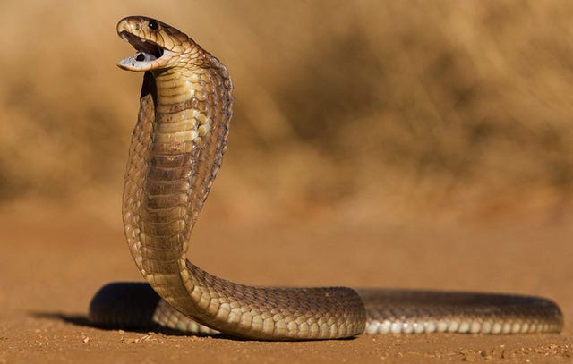 Indian Cobra: A Comprehensive Guide On All You Need To Know About