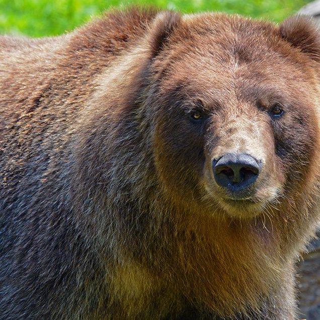colorado camper wakes to bear chewing on head