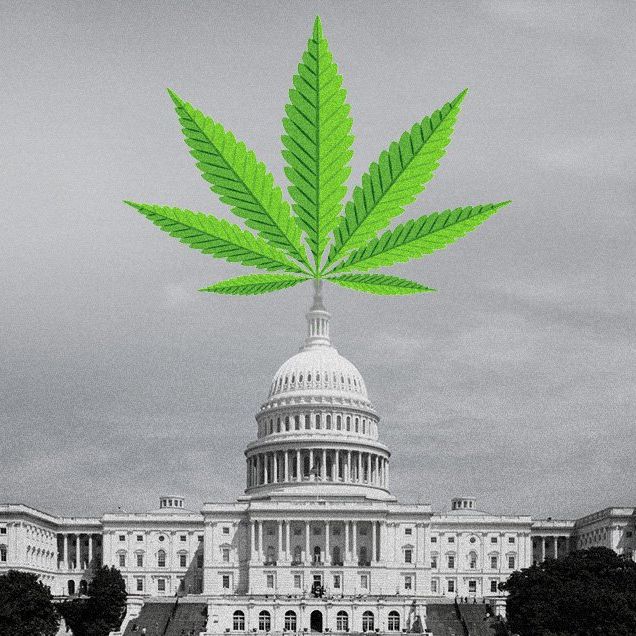 congress marijuana