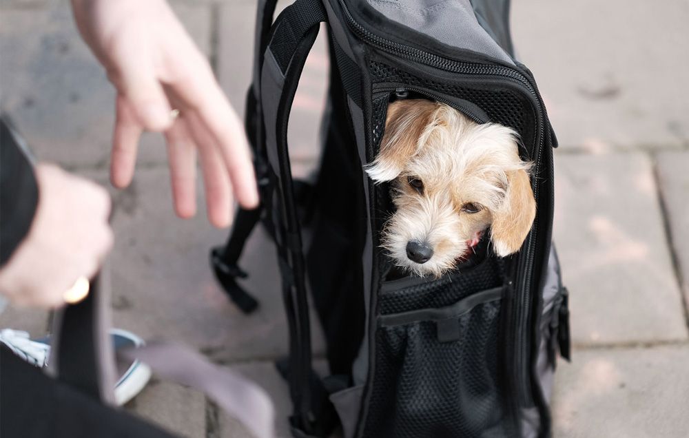 Timbuk2 dog outlet backpack