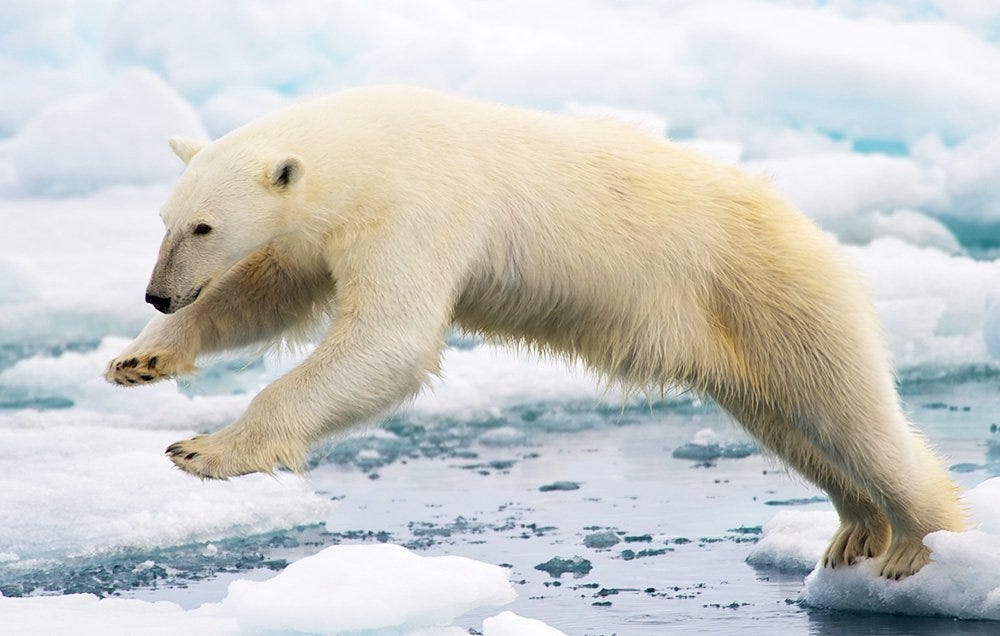 Global Warming Will Mean More Polar Bear Attacks on Humans | Men’s Health