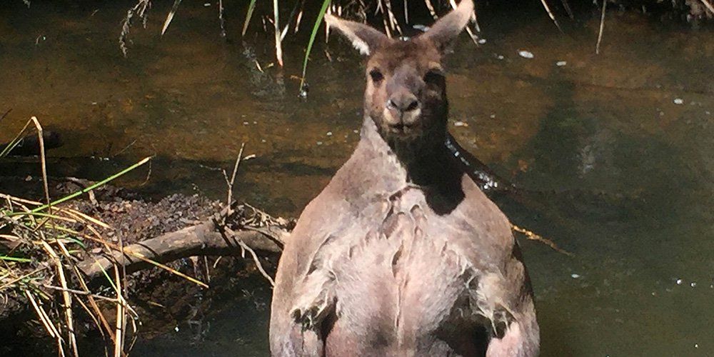 Snestorm mørke liste We Can't Stop Looking At This Jacked Kangaroo | Men's Health