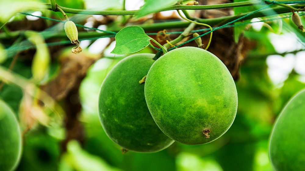 Monk Fruit: Benefits, Nutrition, and Risks