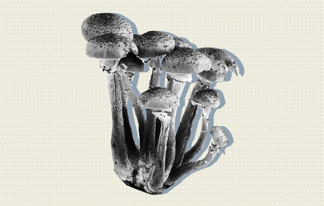 Study finds mushrooms are the safest recreational drug
