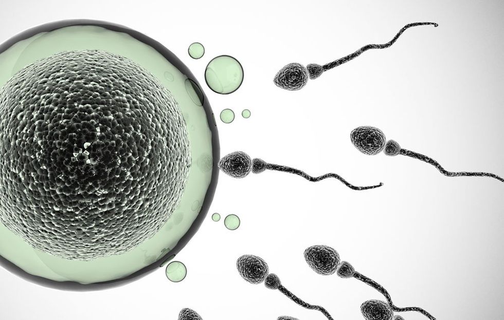 New Part of Sperm Discovered 