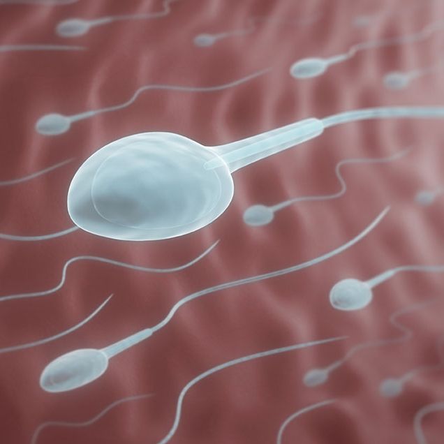 Drinking in moderation higher sperm count