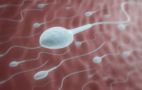 Drinking in moderation higher sperm count