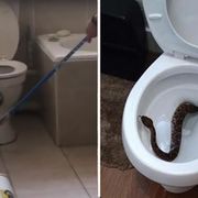 ​5 Terrifying Stories of Snakes Showing Up in People's Toilets