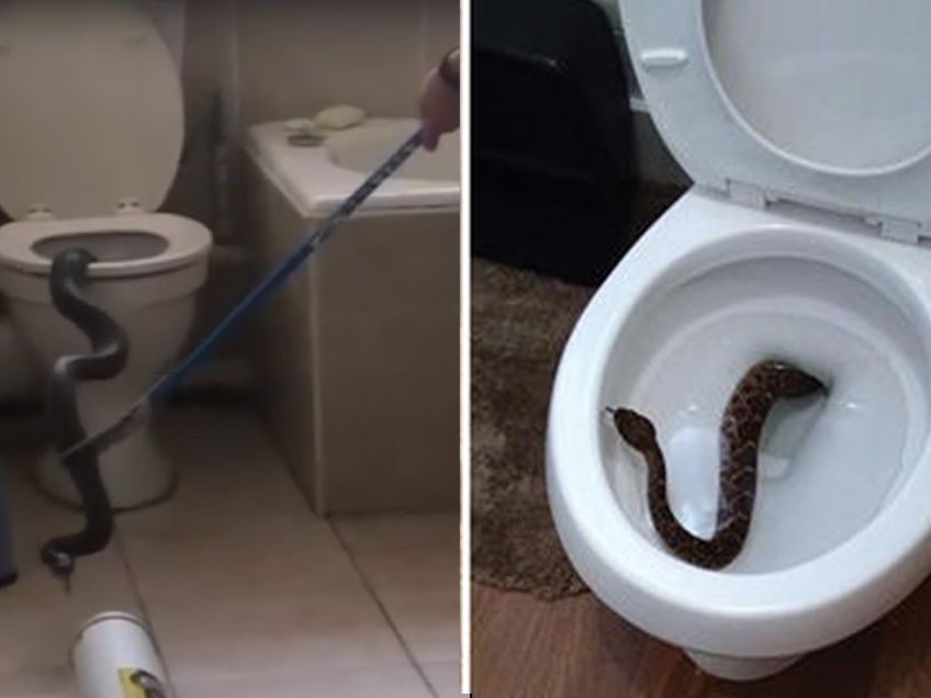 Toilet Snake How To Use