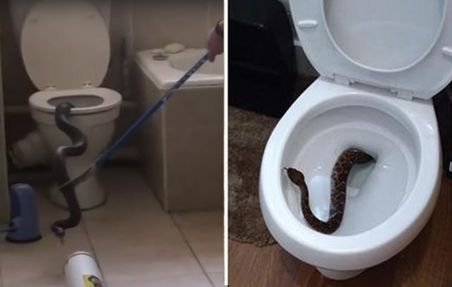 Woman Finds Snake In Toilet