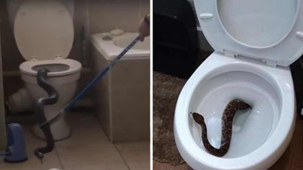 5 Terrifying Stories of Snakes Showing Up in People's Toiletsâ€‹ | Men's  Health