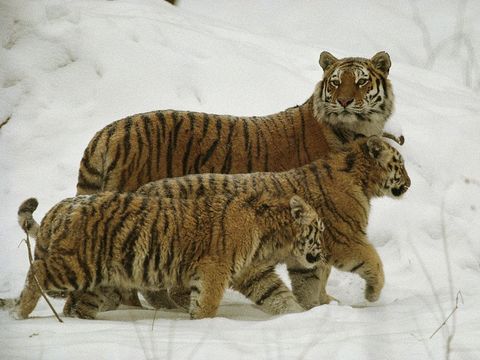 Van de drie nog bestaande tijgersoorten is de Siberische tijger het grootst Hoewel van deze soort nog maar vier tot vijfhonderd exemplaren in het wild leven wordt de populatie als stabiel beschouwd en worden tijgers die in een speciaal programma in gevangenschap zijn gefokt weer in het wild uitgezet