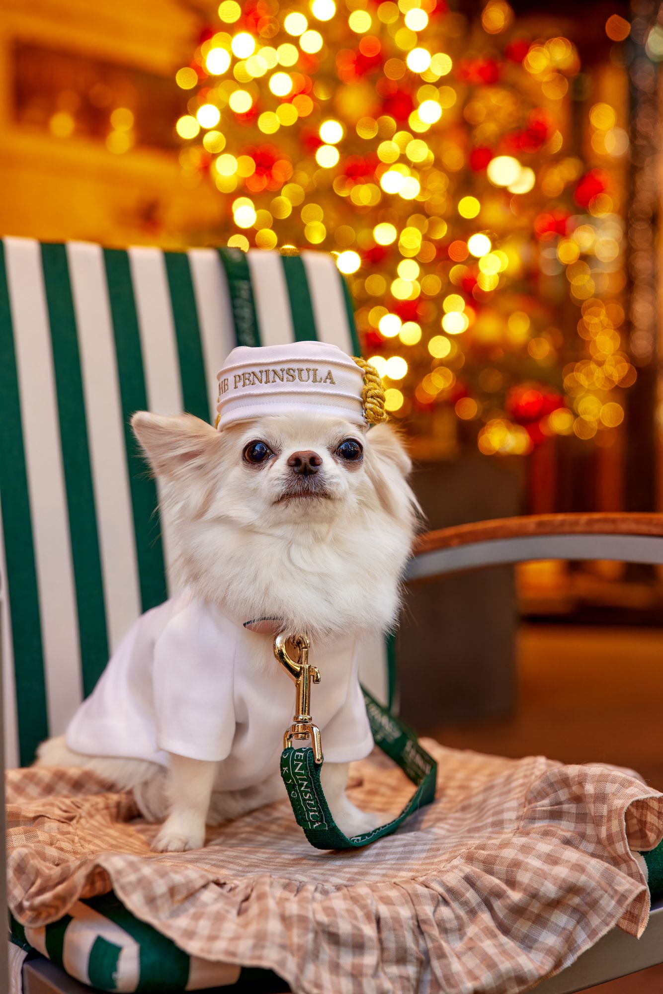 飼い主大満足♡ ワンコと行ける、フォトジェニックなクリスマス 飼い主大満足♡ ワンコと行ける、フォトジェニックなクリスマス