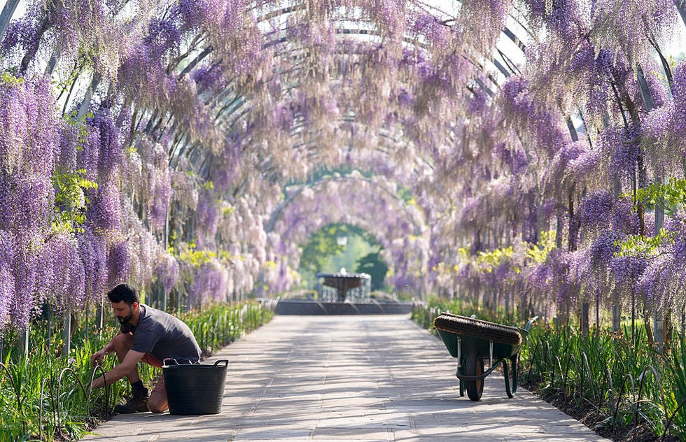 A gardener tending to plants under a canopy of wisteria flowers. A gardener tending to plants under a canopy of wisteria flowers.