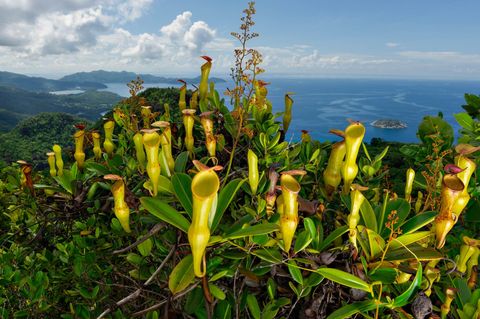 Een bijzondere soort bekerplant die inheems is op de Seychellen voedt zich met de insecten die in hun met vloeistof gevulde kelken vallen