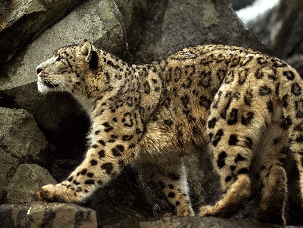 De sneeuwluipaard leeft in het hooggebergte van CentraalAzi en is een zeer zeldzame aanblik want er leven nog maar ongeveer zesduizend van deze dieren in het wild Er wordt op ze gejaagd vanwege hun prachtige en warme vacht en hun organen die in de traditionele Chinese heelkunde worden gebruikt