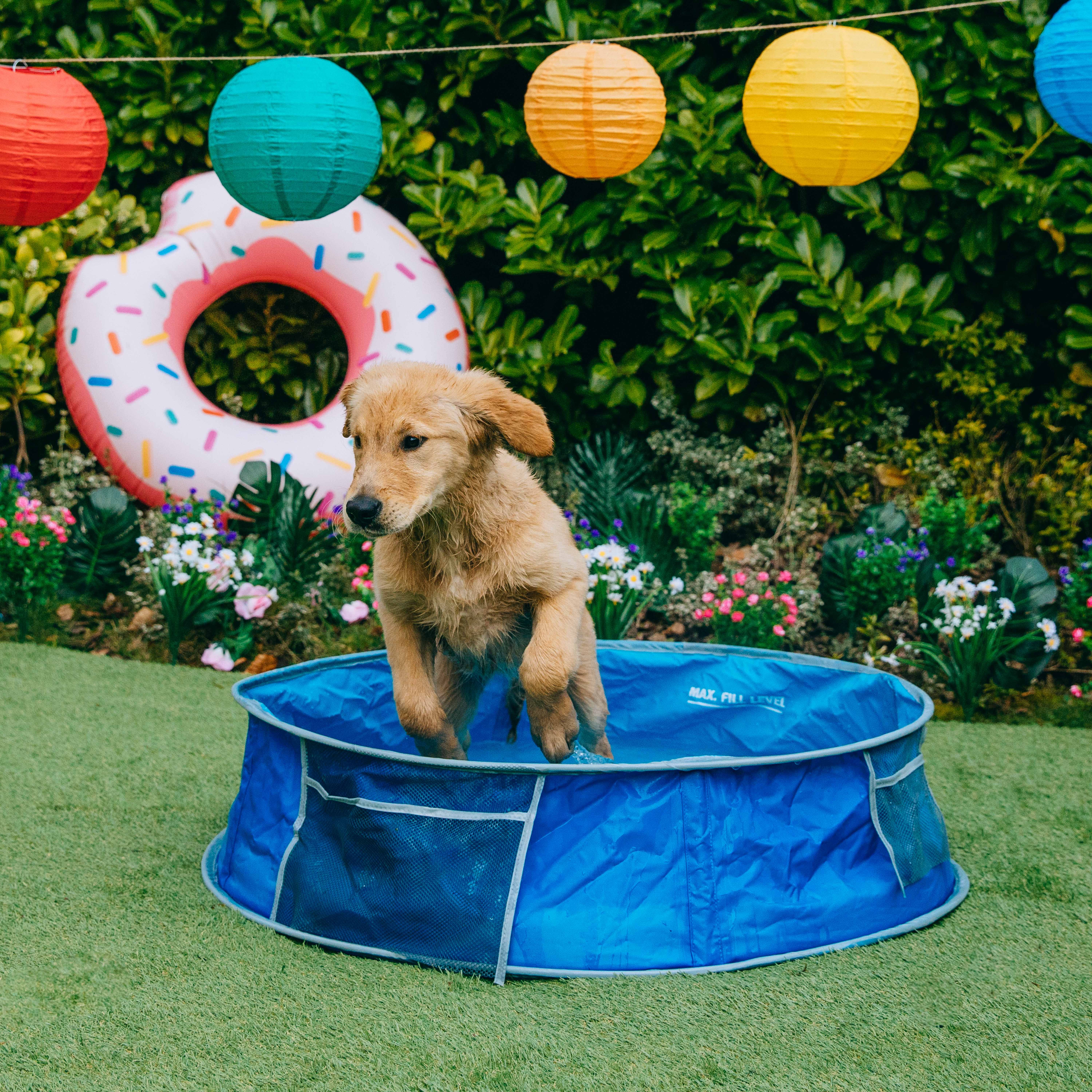 Pets at home outlet dog