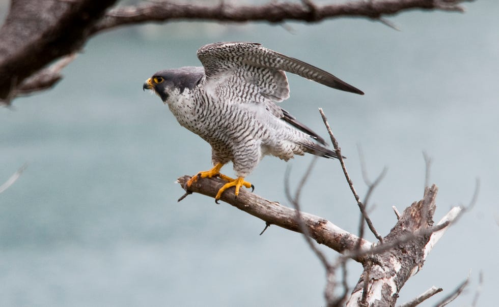 Bird, Vertebrate, Beak, Peregrine falcon, Cooper's Hawk, Falcon, Sharp shinned Hawk, Hawk, Bird of prey, Accipitriformes, 