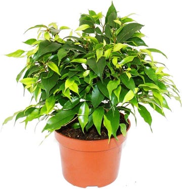 ficus "kinky"