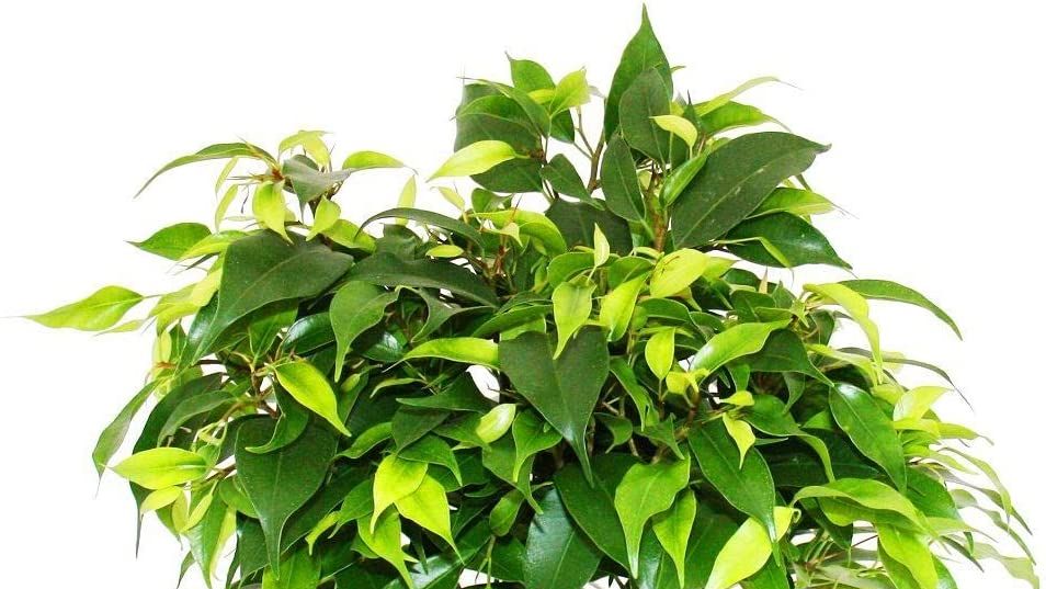 preview for Ficus: cuidados, tipos y consejos para cultivarlo