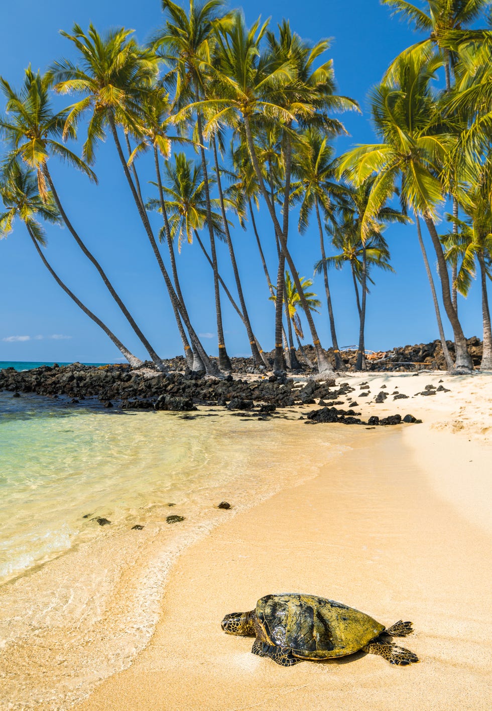 Mahai’ula Beach #6