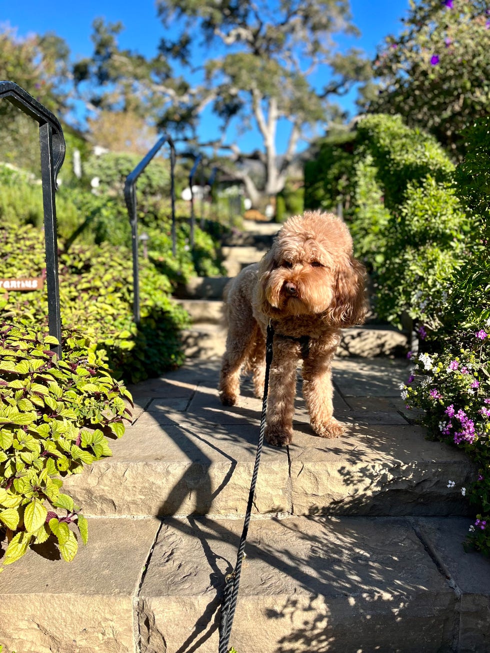 San Ysidro Ranch, Montecito, California. A dog standing on a stone pathway in a garden