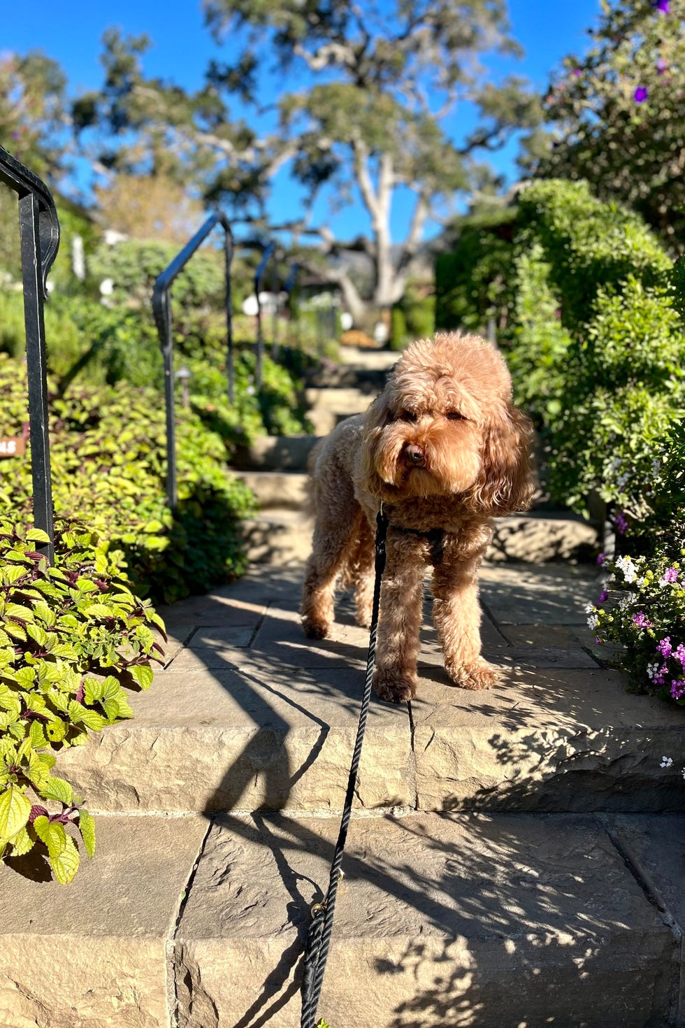 San Ysidro Ranch, Montecito, California. A dog standing on a stone pathway in a garden San Ysidro Ranch, Montecito, California. A dog standing on a stone pathway in a garden