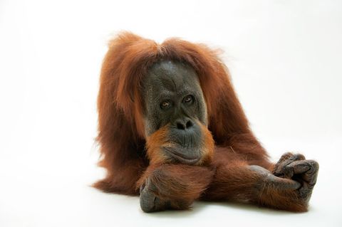 Een Sumatraanse orangoetan in de Gladys Porter Zoo in Brownsville Texas lijkt voor de foto te poseren