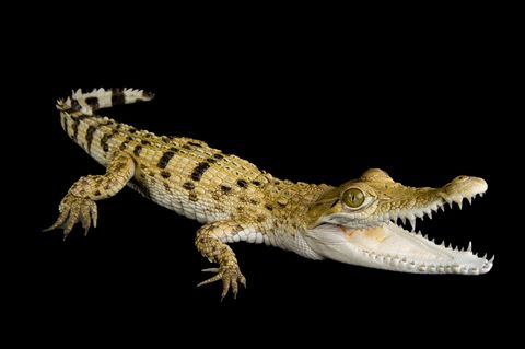 De Filipijnse krokodil zoals het exemplaar op de foto is een vrij kleine zoetwaterkrokodil