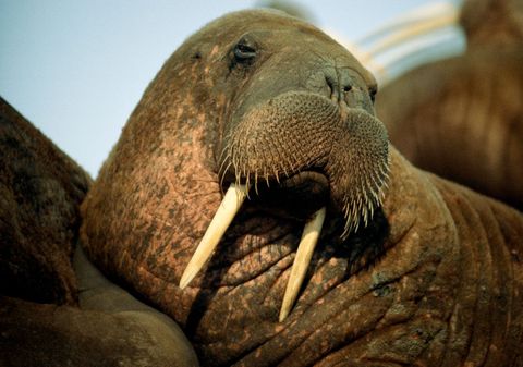 Zowel mannelijke als vrouwelijke walrussen hebben slagtanden Met deze enorme tanden kunnen ze zichzelf uit het water hijsen