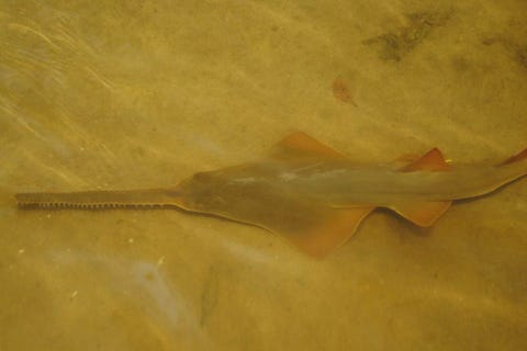 Endangered Sea Animals: List of 20 Species That Need Our Help Endangered Sea Animals: List of 20 Species That Need Our Help