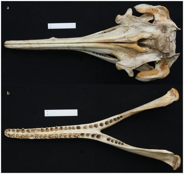De schedel en de onderkaak van de nieuwe dolfijnsoort Inia araguaiaensis