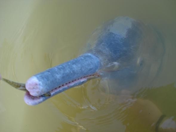 De voorgestelde nieuwe rivierdolfijnsoort de Araguaiaanse boto Inia araguaiaensis