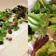We Tested 5 Methods To Keep Salad Greens From Wilting—Here's The One That Actually Worked